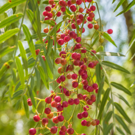 Pepper Bush- Schinus terribinthifolia
