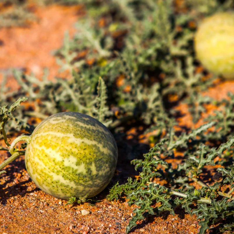 Kalahari Melon Seed Oil