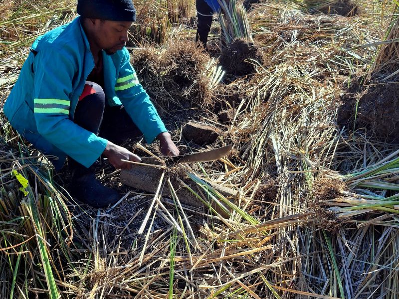 Vetiver Harvesting (2) Vetiver Harvesting