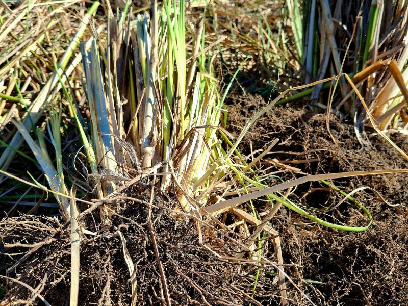 Vetiver Harvesting