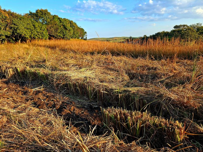Vetiver Harvesting