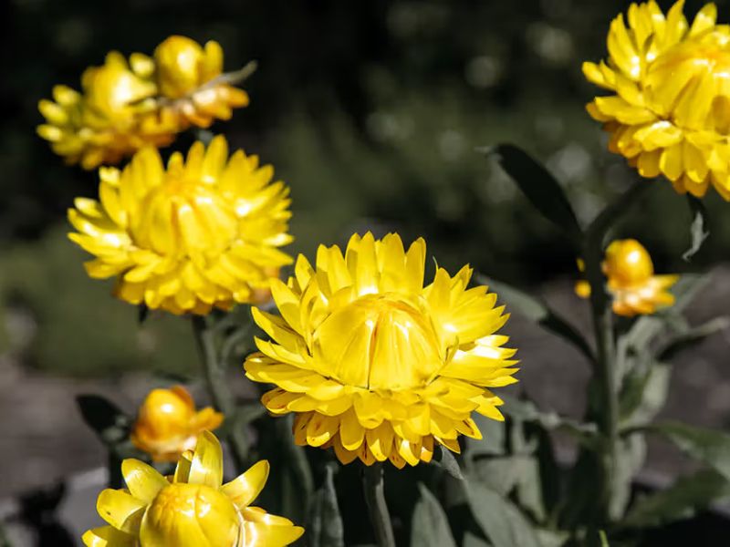 helichrysum helichrysum